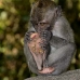 monkey_macaque_balinese_mf_ubud_v_1172_bal4890.jpg